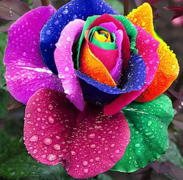 RARE 10x graine Rosier Grimpant ARC EN CIEL RAINBOW colorful rosebush seeds Rose