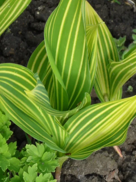 Convallaria majalis ‚Albostriata’ Maiglöckchen, Rarität