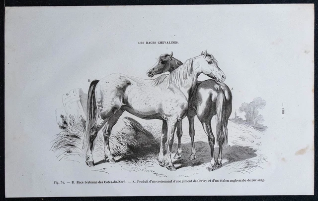 Gravure ancienne 1898, Cavalerie ancienne, chevalier • Lithographie, Planche originale