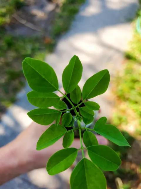 2 pack/piece Moringa Oleifera Tree  5-8" Tall Drumstick/Horseradish/ Live Plant