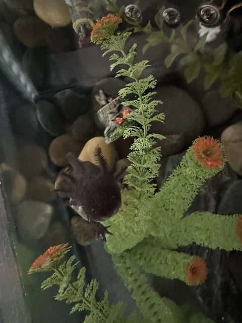 Axolotl for sale with 40 gallon breeder tank and tank decor!
