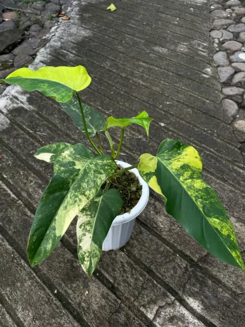 Philodendron Domesticum Aurea Variegated - Aroid Variegated Plants