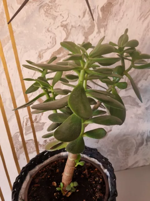 geldbaum crassula 33 Cm hoch