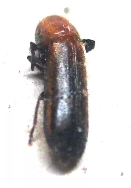 M019 PA : Cleridae species? 5mm********************************
