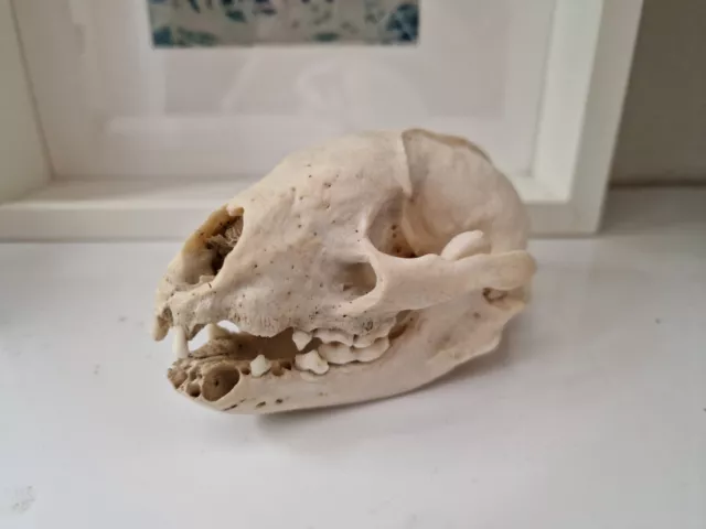 Genuine English Badger Skull