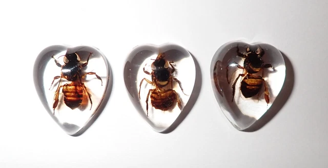 Insect Cabochon Honey Bee Specimen Heart Shape 17x21 mm Clear 3 pieces Lot