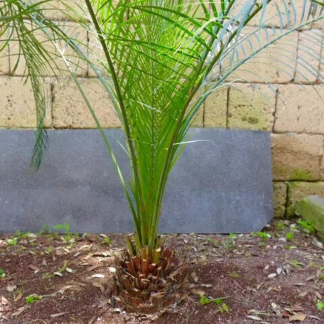 Macrozamia mountperriensis 26 cm (caudex) 3