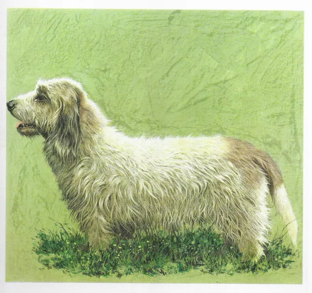 Basset Griffon Vendeen - CUSTOM MATTED - 1976 Vintage Dog Art Print - Cozzaglio