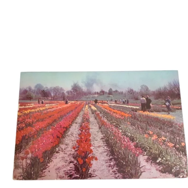 Postcard Tulip Time In Holland Michigan Flowers Tulip Festival Chrome Posted