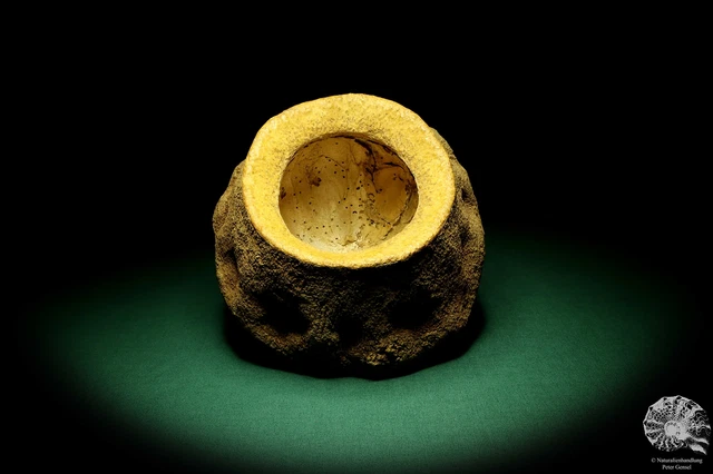 Lecythis zabucajo Sudamérica fruta en maceta reciente frutos secos fruta seca decoración