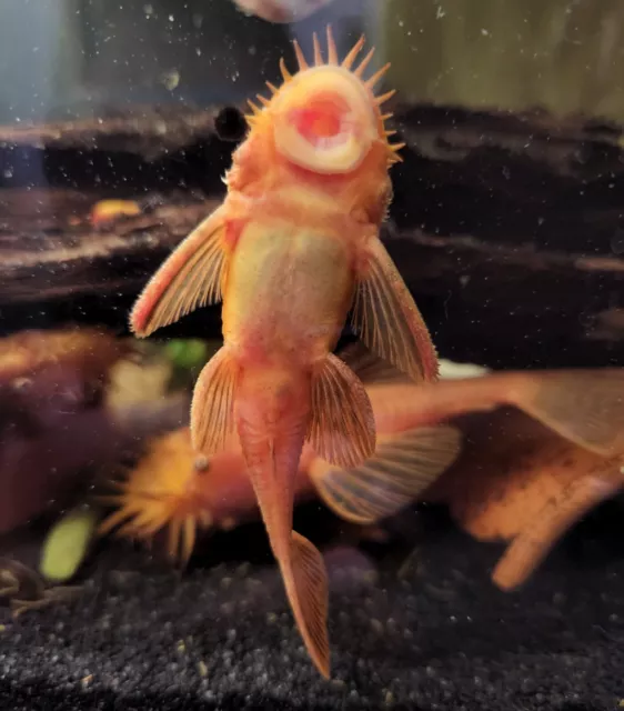 SUPER RED Bristlenose Pleco - Guaranteed Pair - M/F 3