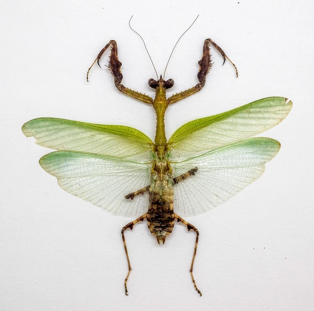 Mantidae -  Ephippiomantis ophirensis -Cameron Highlands, Malaysia (EO61)