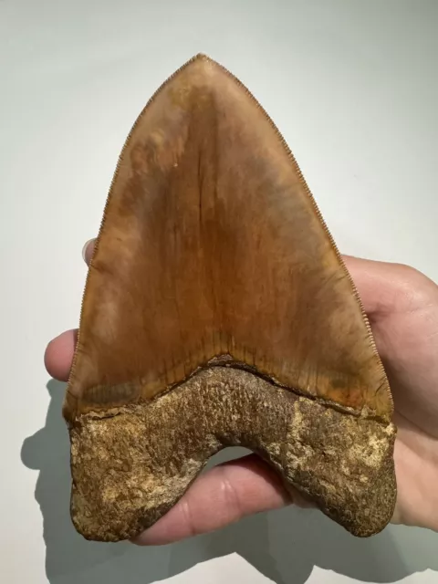 Big 4-5"" 14.2cm Megalodon Fossil Tooth Carcharocles Megalodon, Indonesia