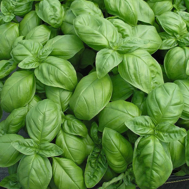 Basilico Italiano Classico 1200 Semi - 2 Grammi Herb Basil Ocimum Basilicuum