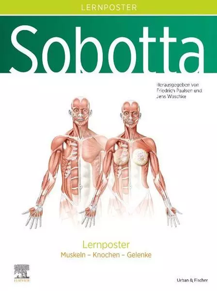 Sobotta Lernposter Anatomie