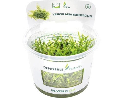 Christbaummoos - Vesicularia montagnei In-Vitro