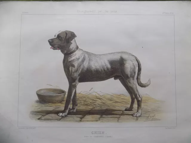 Litho. ANIMAUX Enseignement par les Yeux Hachette CHIEN Ch.-O. de Penne 2