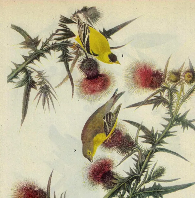 American Goldfinch Bird 1946 Color Art Print John James Audubon Nature DWV2D