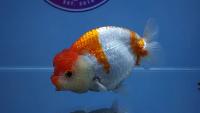 Live Fancy Goldfish A Grade Red/White Lionchu Female