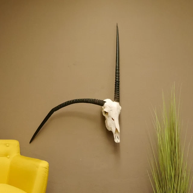 Orix ( Gazella) Anormal Antílope Hl 81 CM Gacela Gemsbok África Trofeo de