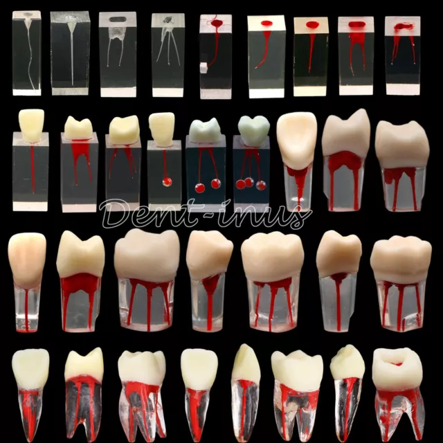 10Pcs Dental Root Canal Teeth Study Model Endodontic Rotary Files Practice Block