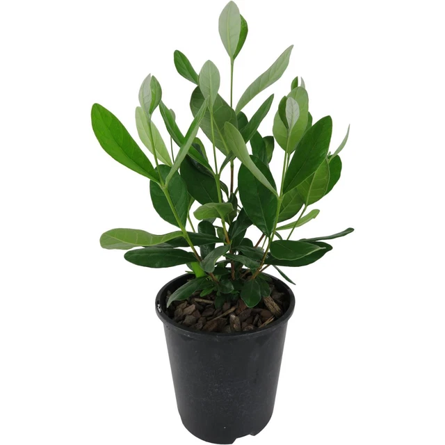 PIANTA AROMATICA DI Origano Cubano O Messicano Plectranthus - Foto 9