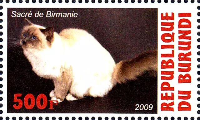 MNH Tier Haustier Birma Katze Albino Rasse Rassekatze Tierwelt Fauna Natur /1608