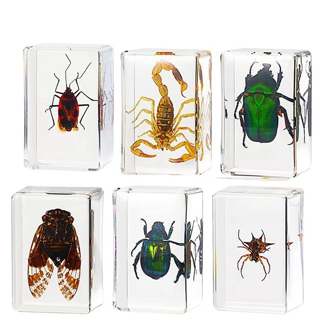 6 Piece Insect Resin Specimen Cicada Collection Insect Resin Specimen J5A7