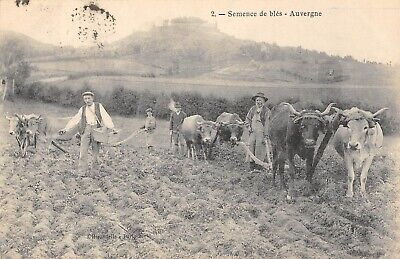 Cpa 63 Auvergne Semence De Ble Auvergne / Agriculture