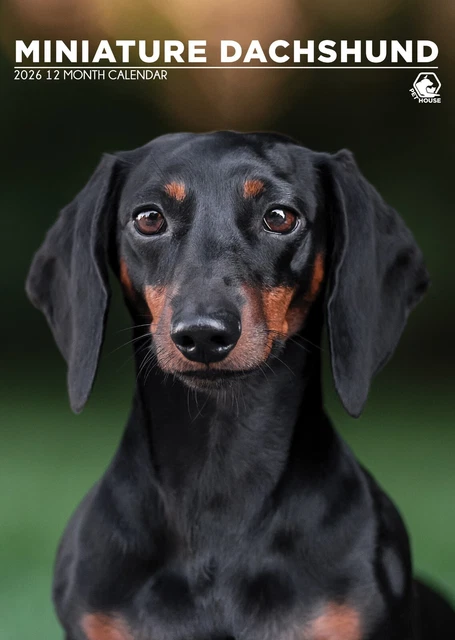 MINIATURE DACHSHUND DOG 2026 A3 Calendar £14.22 PicClick UK