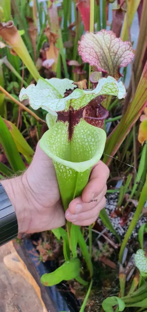 Sarracenia Moorei Leah Wilkerson X Moorei Adrian Slack, clone B, MS