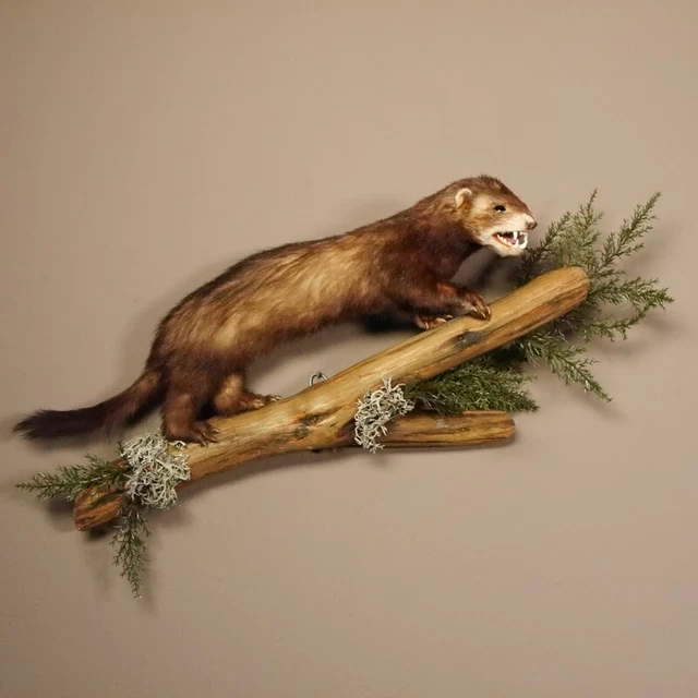 Iltis Preparado Altura 29CM Con Abierta Pesca En Tronco para Animales Taxidermy