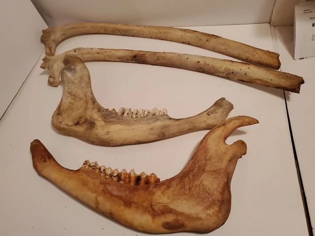 Bison Jawbones & Ribbones American Buffalo skulls