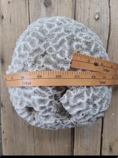 BRAIN CORAL 13 x 12 - 5lbs BRAIN CORAL 13 x 12 - 5lbs