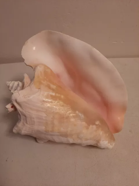 Vintage Large Queen Helmet Conch Seashell  9" X 7.5" Natural Pink Shell Ocean