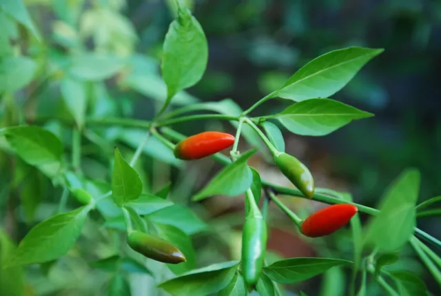 Pepper, Birds Eye Chili (Capscium annuum) - 30 Seeds