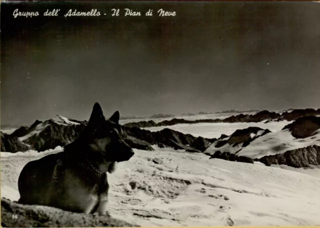 52605a cartolina con pastore tedesco gruppo dell' adamello il pian di neve