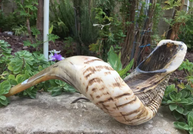 14" Good Kosher Jewish SHOFAR, Fully Natural , Ram Horn Blowing Synagogue Prayer