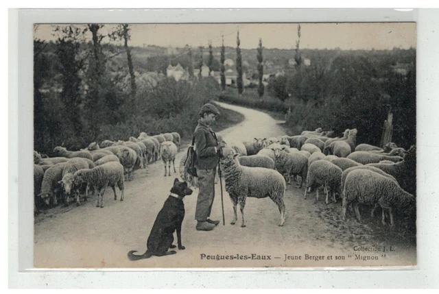 58 Pougues Les Waters #10544 Young Shepherd And Sound Cute Flock Metier Dog Edit