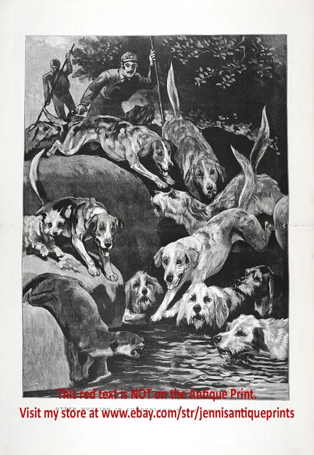 Dog Otterhound Pack & Foxhound Hunt Otter, Huge Double-Folio 1880s Antique Print