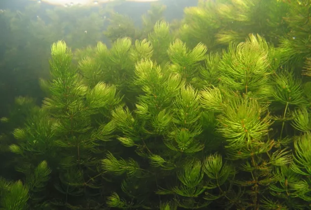 Ceratophyllum  plante  aquarium  bassin oxygenante