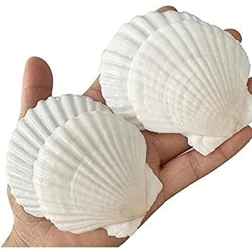 25PCS Sea Shells for Crafts Decoration Crafting 2-3 White Scallop Shells