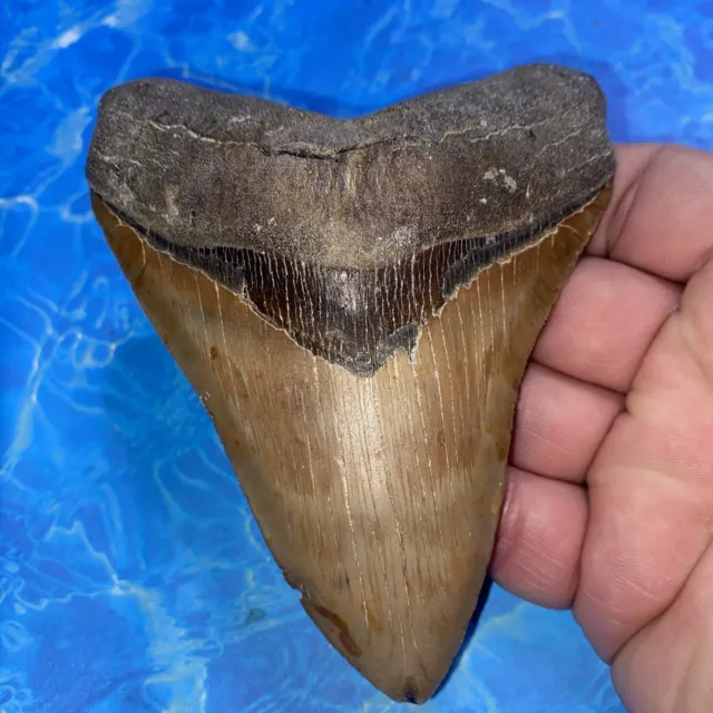 Megalodon Shark Tooth 4.91” Huge Teeth Meg Scuba Diver Direct Fossil Nc 2919