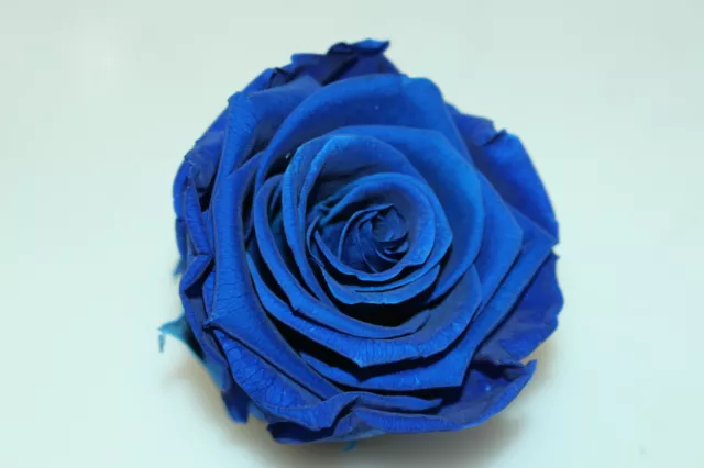 5 Piezas Azul Rosas - Estabilizado Rosa Kiara L - Océano Azul Size: Super Rosa