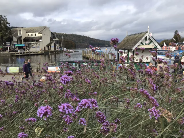 Card: "Bowness Verbena Windermere Lake District" #PeterBrighousePhotography