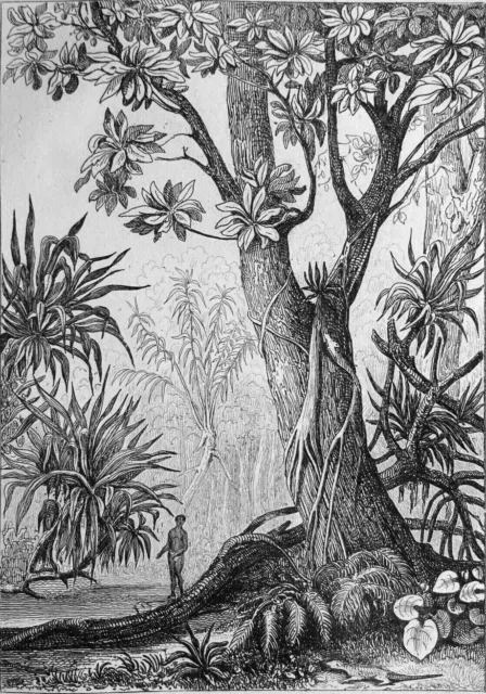 OCEANIA - MARIAN ISLANDS: A VIEW OF THE UNDERWOODS - 19th century engraving