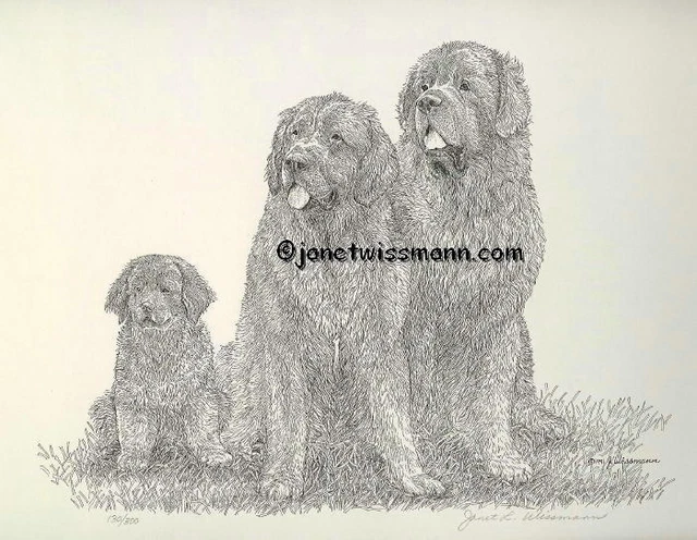 FINE ART PRINT Newfoundland Dog Family pen Ink drawing Newfies Newfy signed B+W