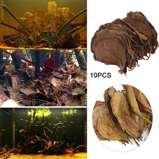 Indian Almond Catappa Leaves Fish Aquarium Improve Quality FAST Water 9CD9
