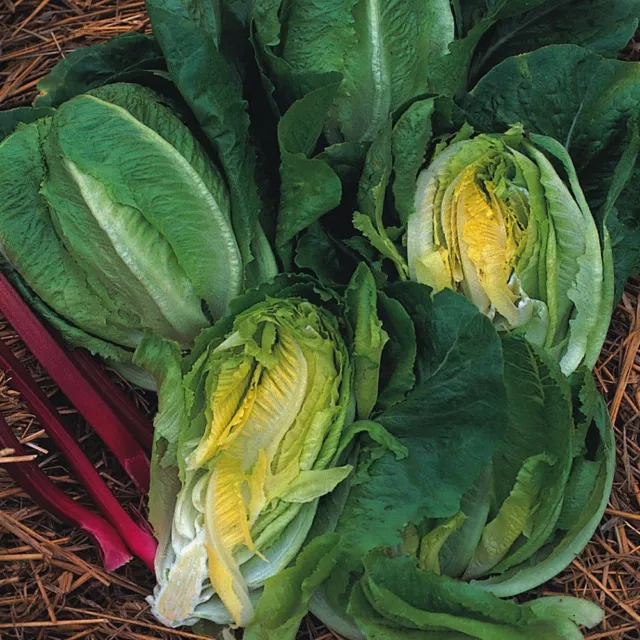 Vegetable Lettuce Little Gem Cos type Appx 4000 seeds