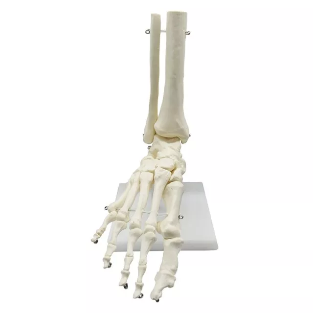 1:1 Human Skeleton Foot Anatomy Model Foot and Ankle with Shank Anatomical9297